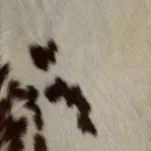 White and brown Holstein cowhide texture with dense, short fur and irregular mottled markings, displaying a natural leather sheen.