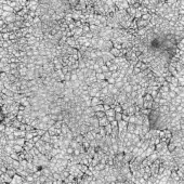 Glass texture sample “ve12 crackle” displays irregular grayscale cracks across a translucent surface with a matte, frosted finish.