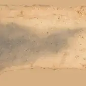 Wood texture with layered beige and light brown bands, a central gray-blue stripe, and dark brown spots on a tan background.