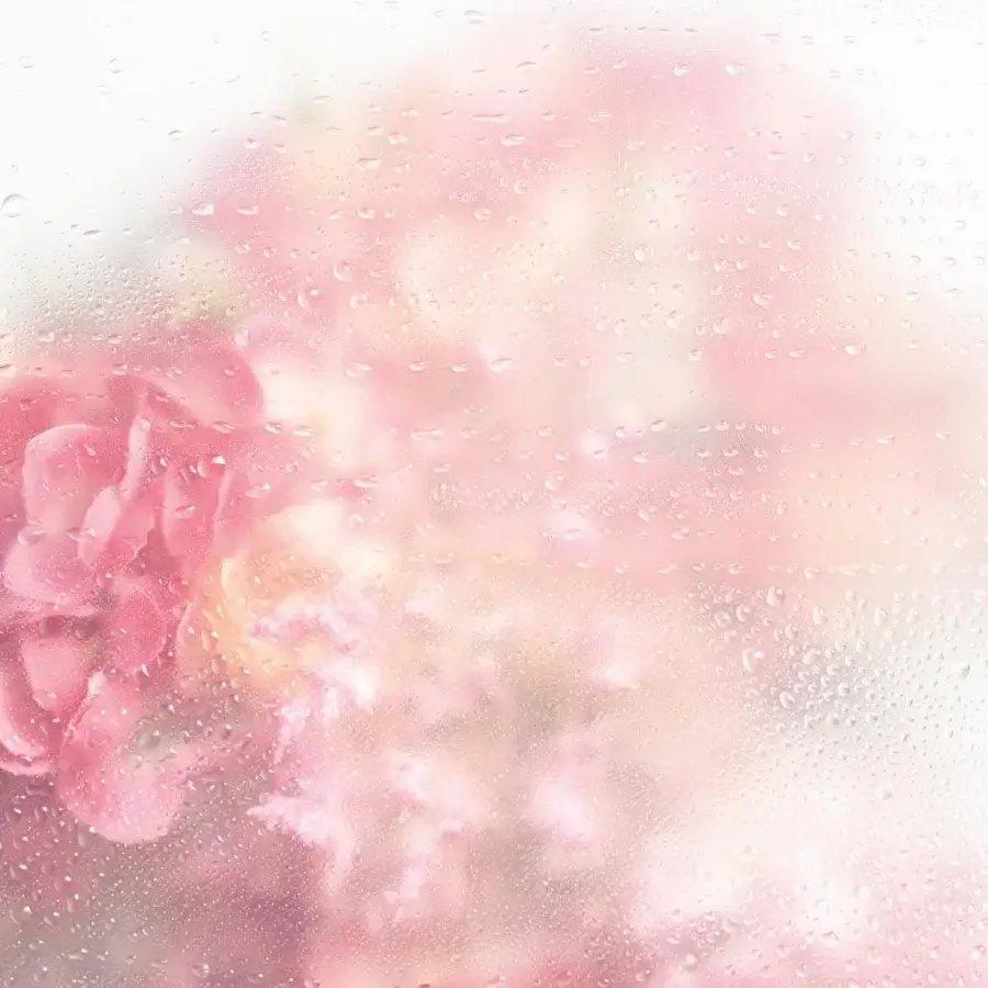 Elegant Adriani e Rossi Greta wallpaper with blurred peony-inspired design in delicate pink shades and subtle textured finish