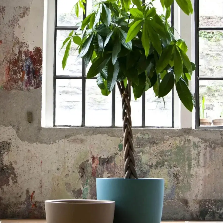 Cup Planter #4