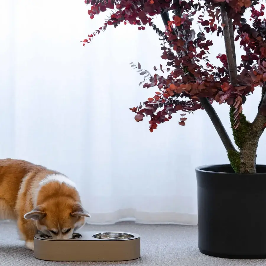 Kumo Pet Bowl #11