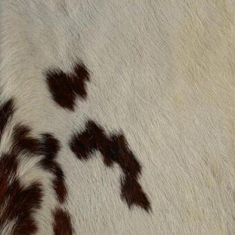 White and brown Holstein cowhide texture with dense, short fur and irregular mottled markings, displaying a natural leather sheen.
