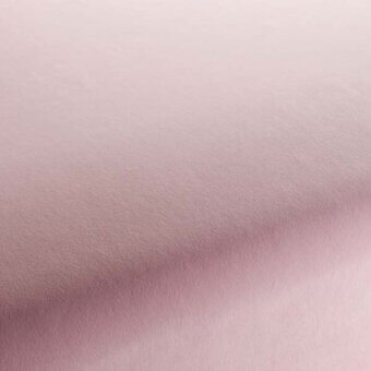 CA7832064 - ROSA PALLIDO
